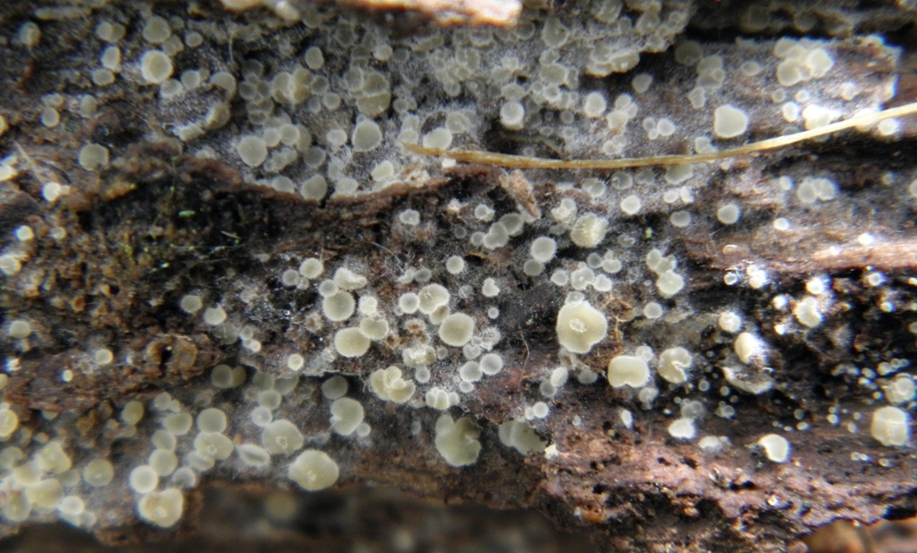 mikroszkópikus gombák
